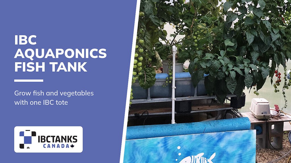 Build Your Own IBC Aquaponics Fish Tank - IBC Tanks Canada (Aquaponics system with plants growing above a fish tank)